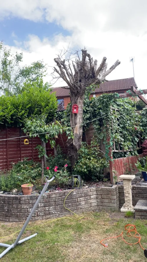 Outdoor tree removal work